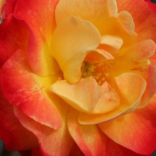 Online rózsa kertészet - virágágyi floribunda rózsa - sárga - piros - Rosa Firebird ® - diszkrét illatú rózsa - Tim Hermann Kordes - ,-